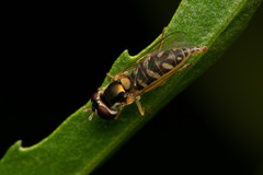 Allograpta hortensis
