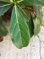 Ficus obtusifolia
