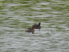 Poliocephalus rufopectus