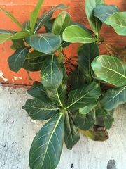 Ficus obtusifolia
