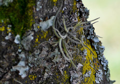 Tillandsia recurvata