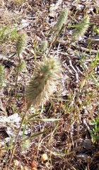 Trifolium angustifolium