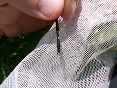 Phanogomphus spicatus