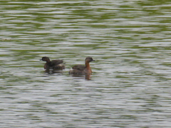 Poliocephalus rufopectus