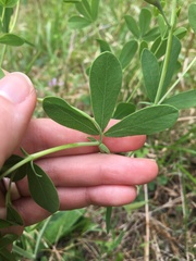 Baptisia australis aberrans