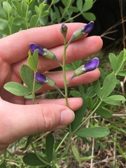 Baptisia australis aberrans