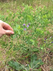 Baptisia australis aberrans