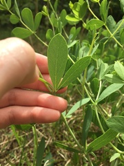 Baptisia australis aberrans