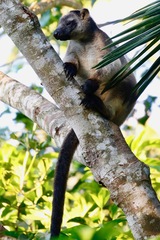 Dendrolagus lumholtzi