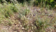 Trifolium angustifolium