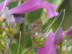 Rubroserrata ecbatana