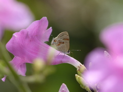 Rubroserrata ecbatana