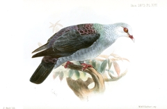 Andaman Wood Pigeon photo 2