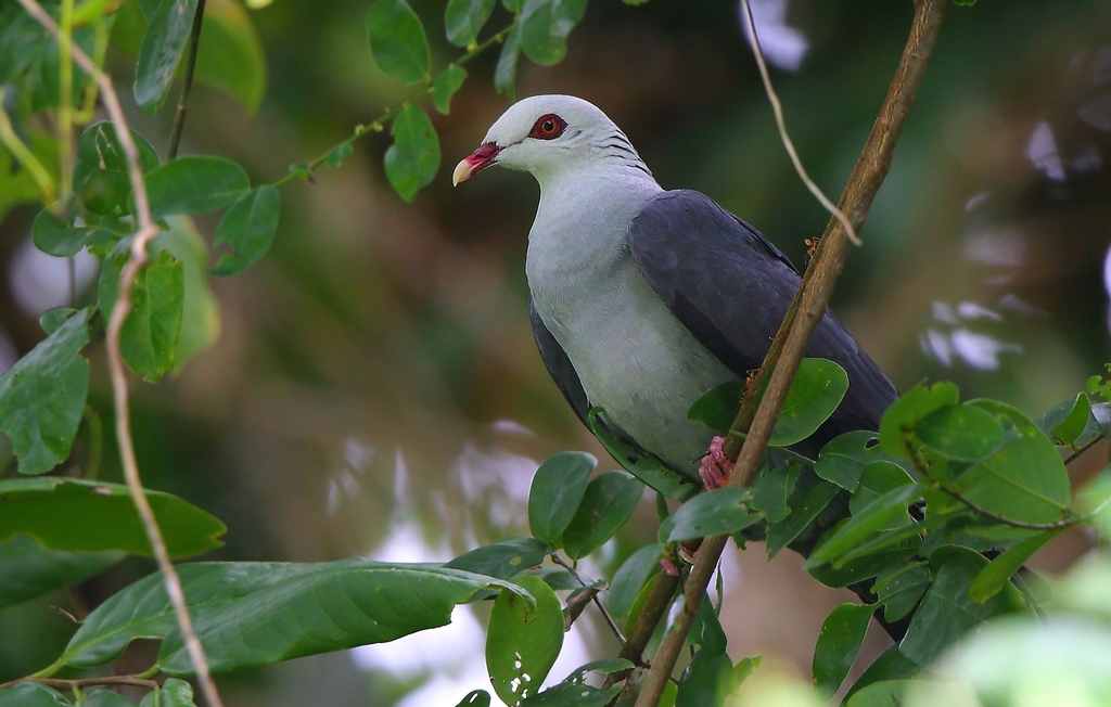 Andaman Wood-Pigeon photo
