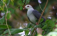 Andaman Wood Pigeon photo 1
