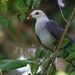 Andaman Wood-Pigeon - Photo (c) Albinjacob, some rights reserved (CC BY-SA)