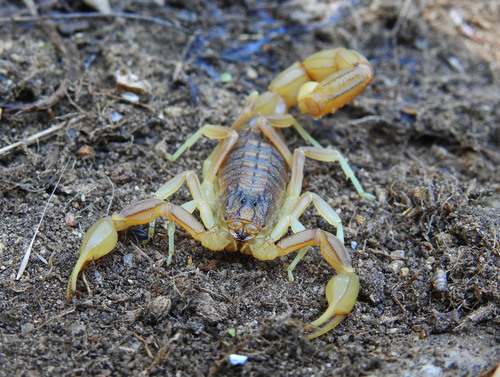 Buthus halius, photo 4 of 10