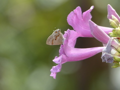Rubroserrata ecbatana