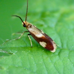 Epimartyria bimaculella