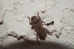 Trichoferus griseus