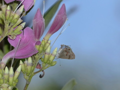 Rubroserrata ecbatana