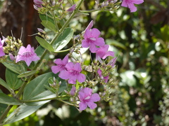 Rubroserrata ecbatana