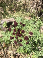Lomatium dissectum dissectum