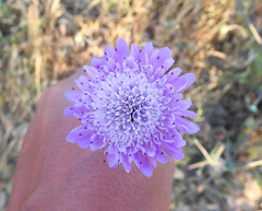 Sixalix atropurpurea