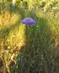 Sixalix atropurpurea