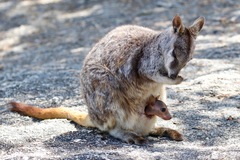 Petrogale mareeba