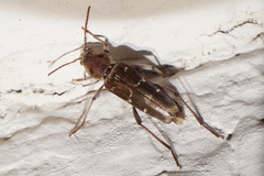 Xylotrechus smei