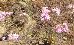 Centaurium erythraea