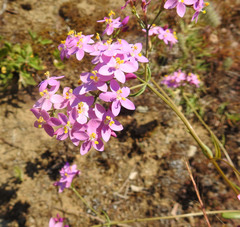Centaurium erythraea