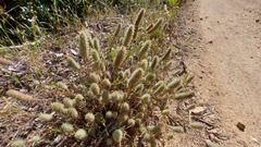 Trifolium angustifolium