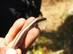 Chalcides bedriagai