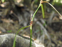 Carex maculata