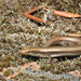 Bedriaga's Skink - Photo (c) Helio Batista, some rights reserved (CC BY-NC), uploaded by Helio Batista