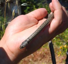 Macroprotodon brevis ibericus