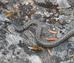 Macroprotodon brevis ibericus