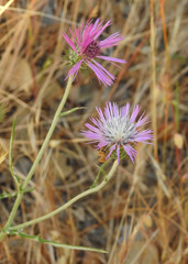 Galactites tomentosus