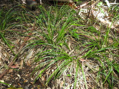 Carex maculata