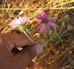 Galactites tomentosus
