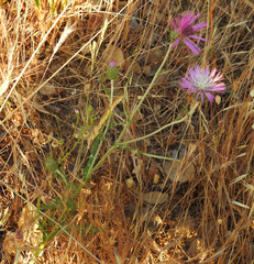Galactites tomentosus