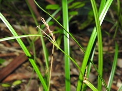 Carex maculata