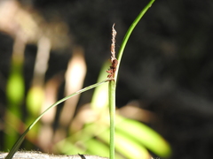 Carex maculata