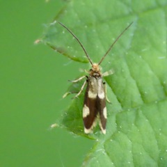 Epimartyria bimaculella