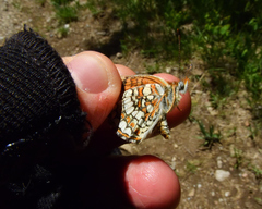 Chlosyne acastus acastus