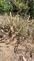 Trifolium angustifolium