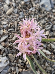 Allium anceps