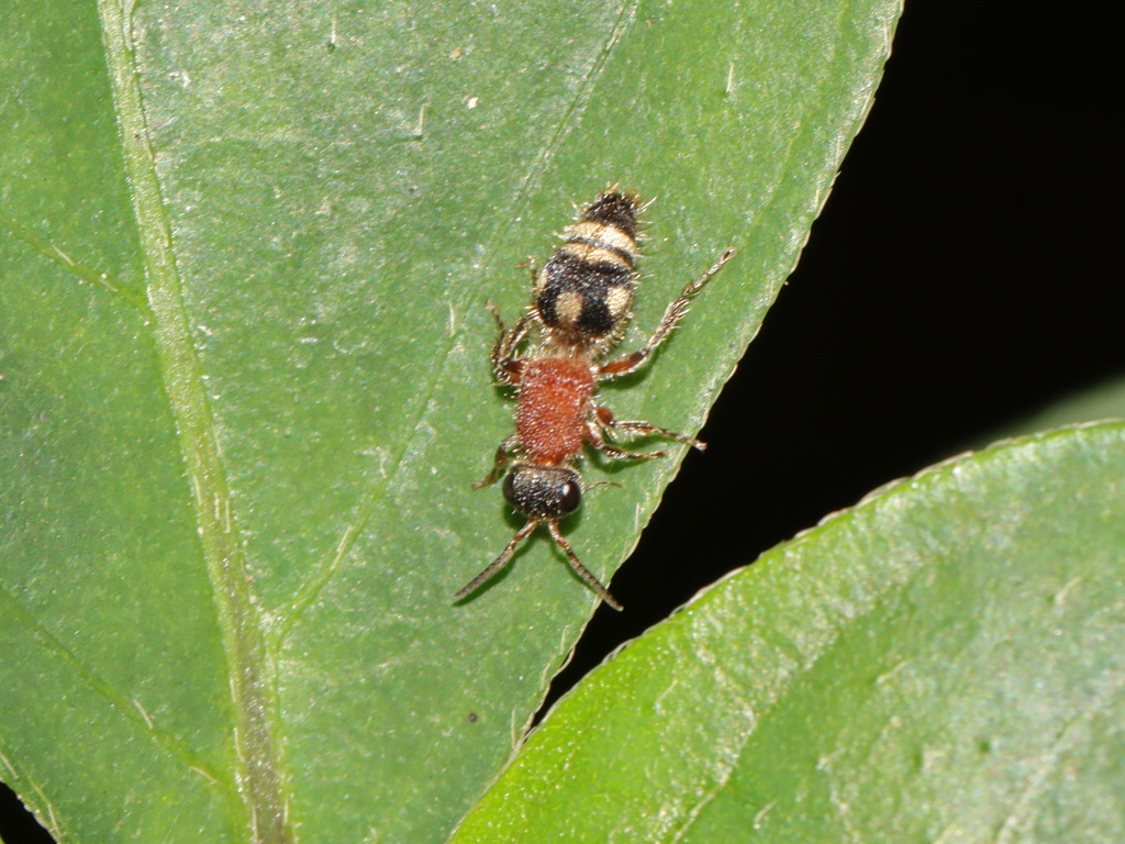 Smicromyrme thaochani
